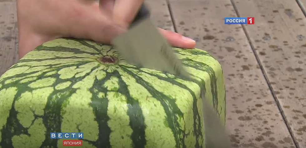 Have You Ever Seen a Square Watermelon? Well, They Exist! [Video]