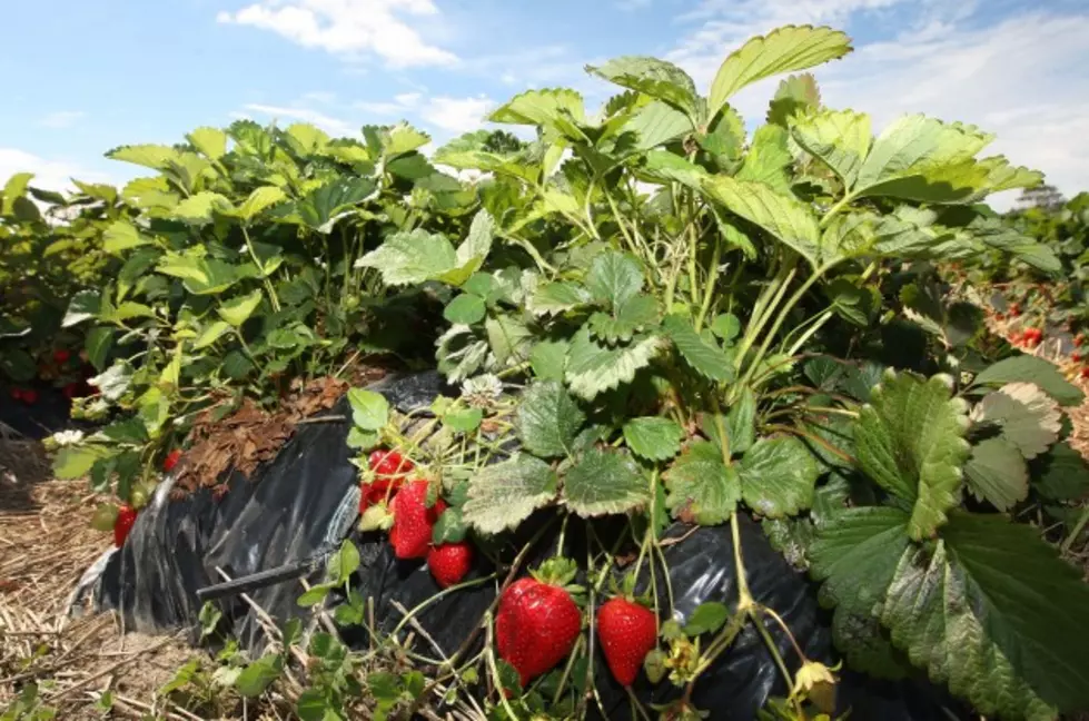 Berries, The Crown Jewels Of The Harvest &#8211; Ag Matters