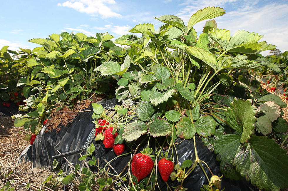 Berries, The Crown Jewels Of The Harvest – Ag Matters