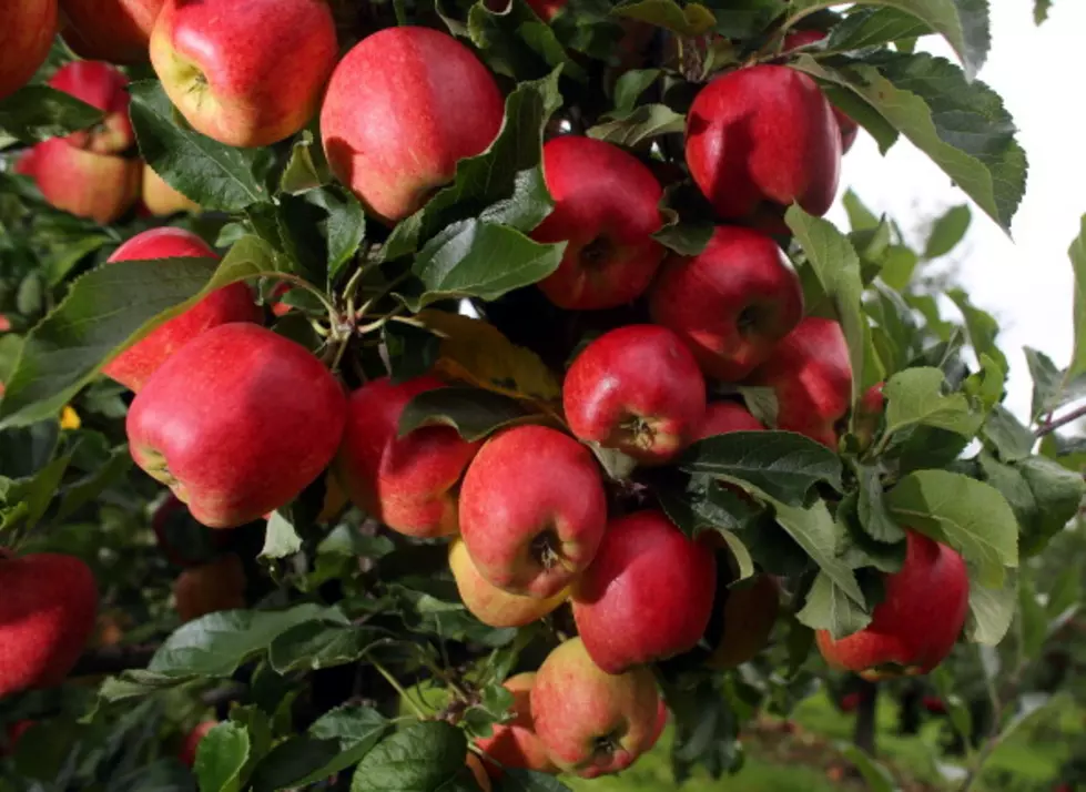 No U-Pick Apples at North Star Orchards This Year
