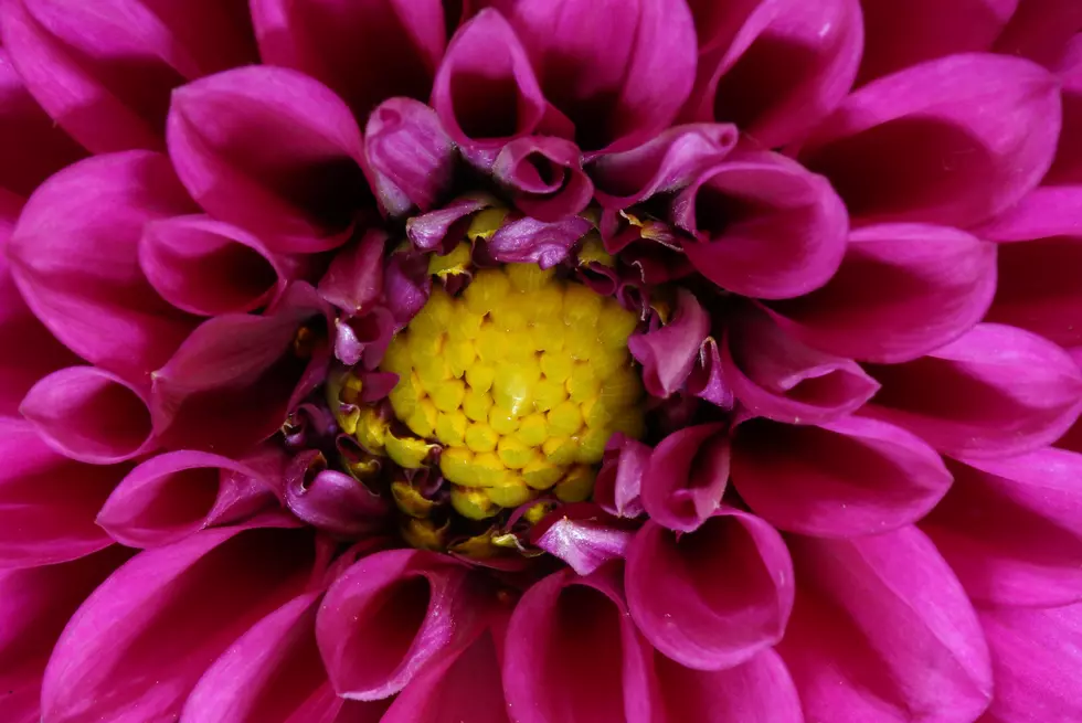 Time To Winterize Dahlias – AG Matters
