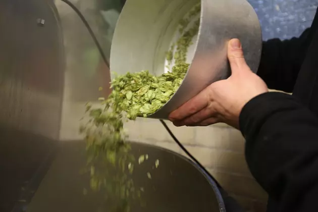 Learn About Hops Growing In Central New York