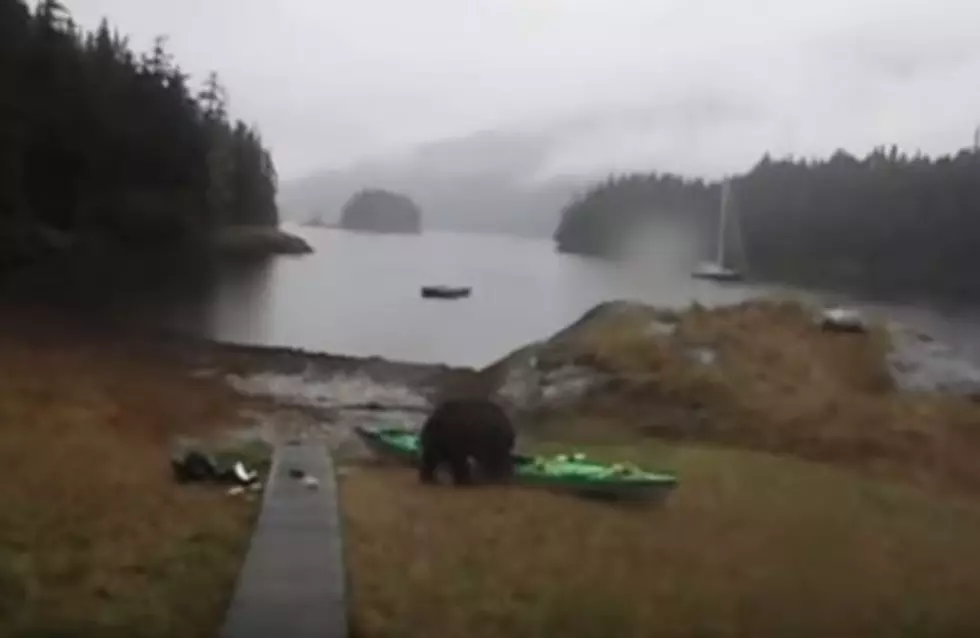 Watch A Bear Eat A Woman&#8217;s Kayak In Alaska
