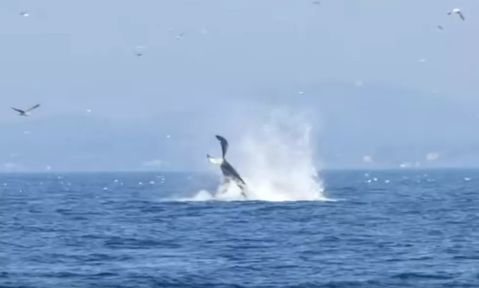 Watch A Whale Punt A Seal 80 Feet Into The Air