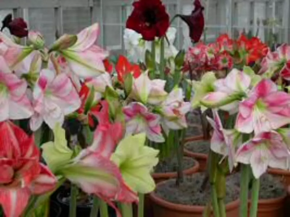 Grow Your Own Amaryllis Flowers For Holiday Decorations &#8211; AG Matters