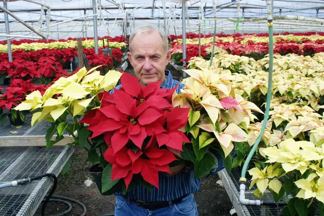 Keeping Your Poinsettias Blooming Through The Holidays  &#8211; AG Matters