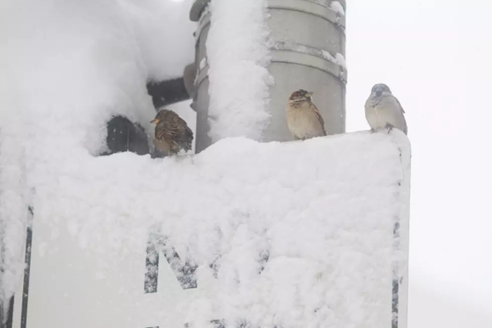 Attracting Birds In Winter &#8211; Ag Matters