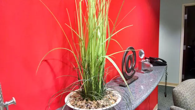 Keeping House Plants Healthy &#8211; Ag Matters