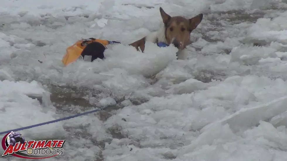 Fire Fighters Save Three Dogs From Icy Waters in Upstate New York [PHOTOS]