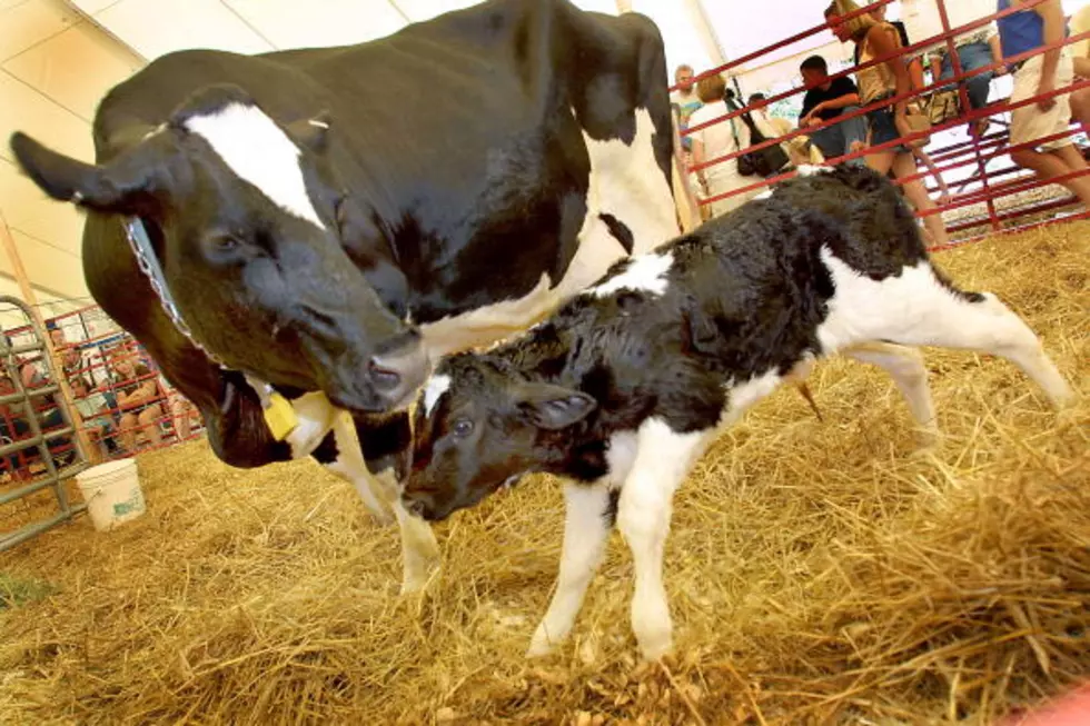 4 Keys To Getting Newborn Calves Off To Healthy Start &#8211; AG Matters