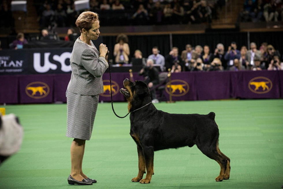 Could A Central New York Dog Win Big At The Westminster Kennel Club Show?