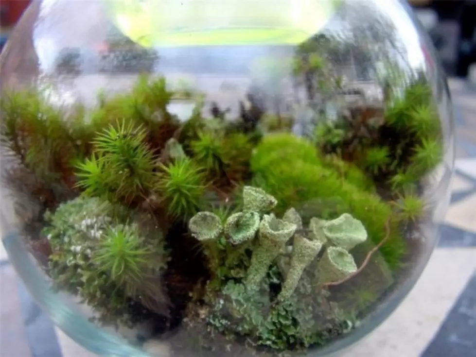 How To Build Your Own Terrarium – Ag Matters