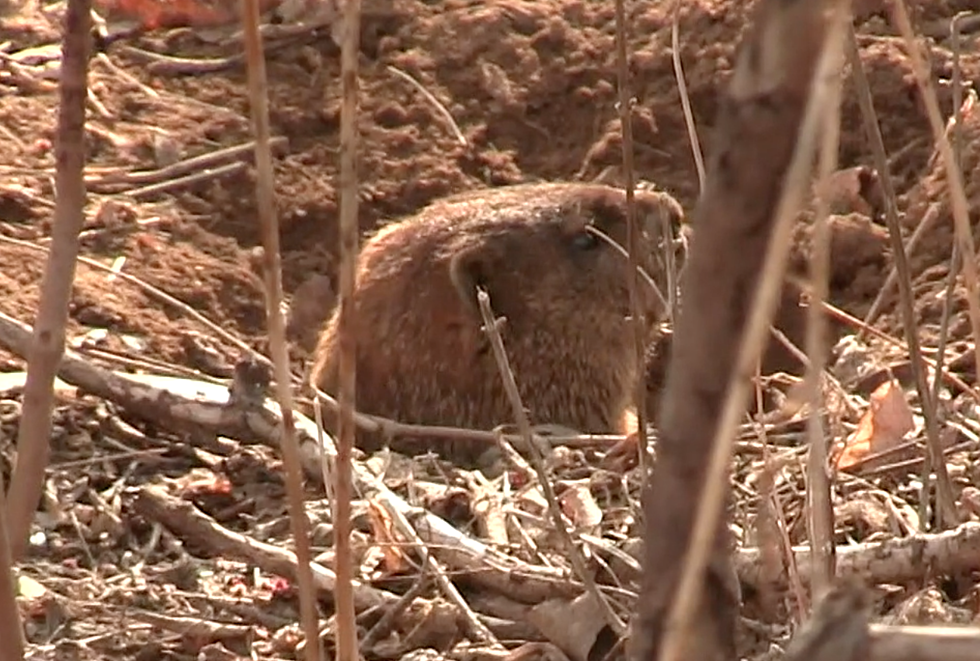 Groundhog Spotted Living Across from Big Frog Parking Lot [EXCLUSIVE VIDEO]