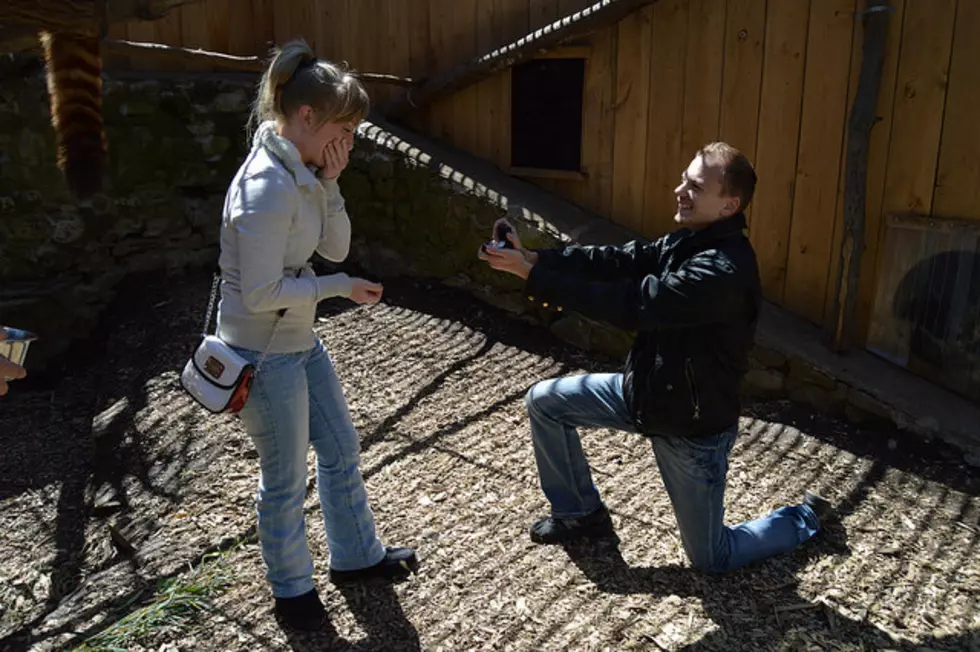 Couple Gets Engaged at Utica Zoo Red Panda Exhibit