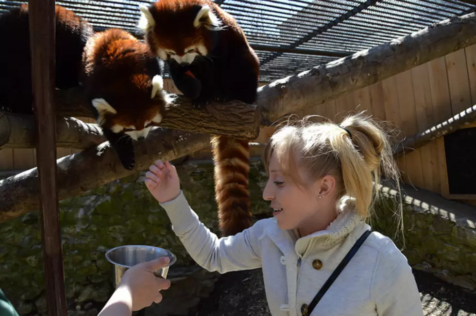 Give The Gift Of A Utica Zoo Red Panda Encounter