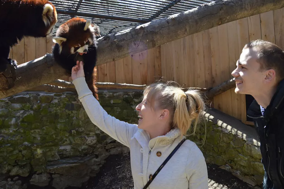 Utica Zoo Adds Summer Dates for Red Panda & Sea Lion Encounters