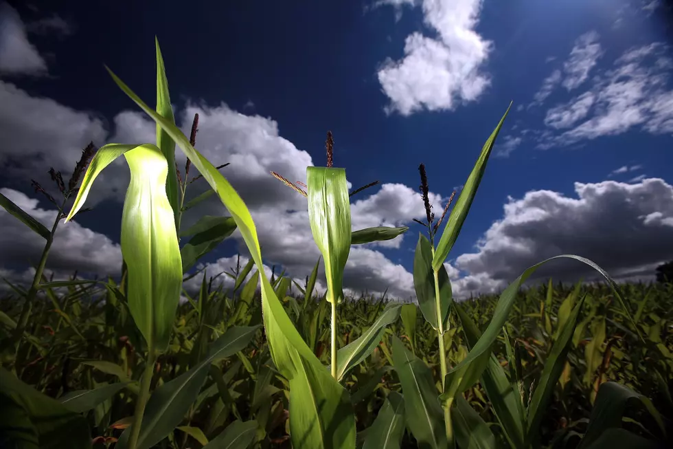 When Is The Right Time To Plant Corn – AG Matters