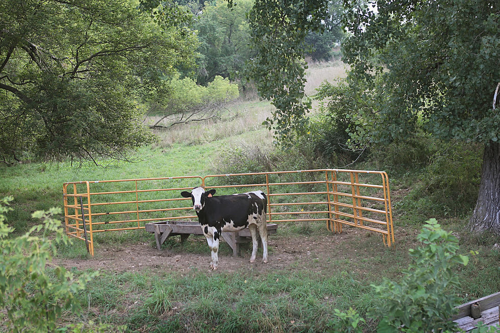 Is Your Pasture Ready for Spring?  4 Things to Check – AG Matters