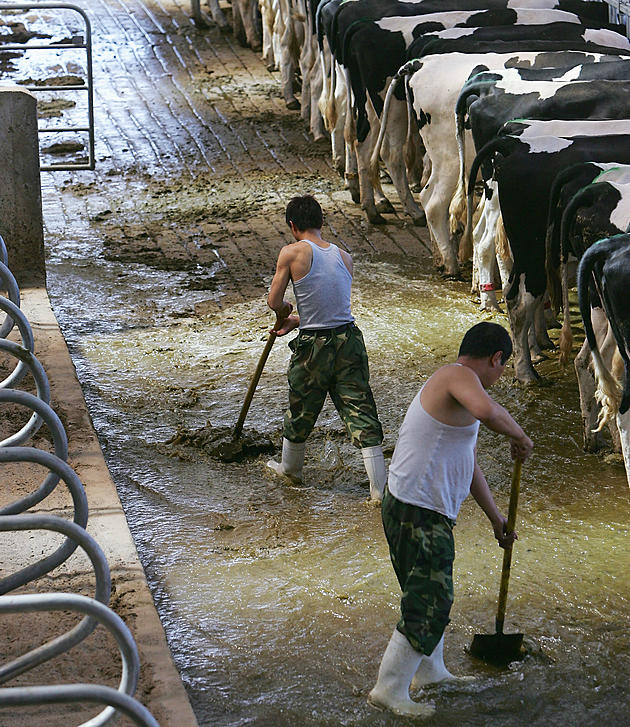 The &#8220;Spring Flush&#8221; &#8211; The Busiest Time of the Year on the Farm- Ag Matters