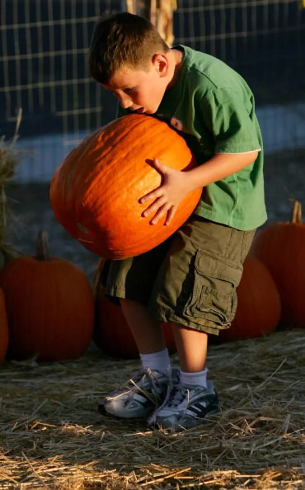 Pumpkin/Sunflower Contest For Youth – Ag Matters