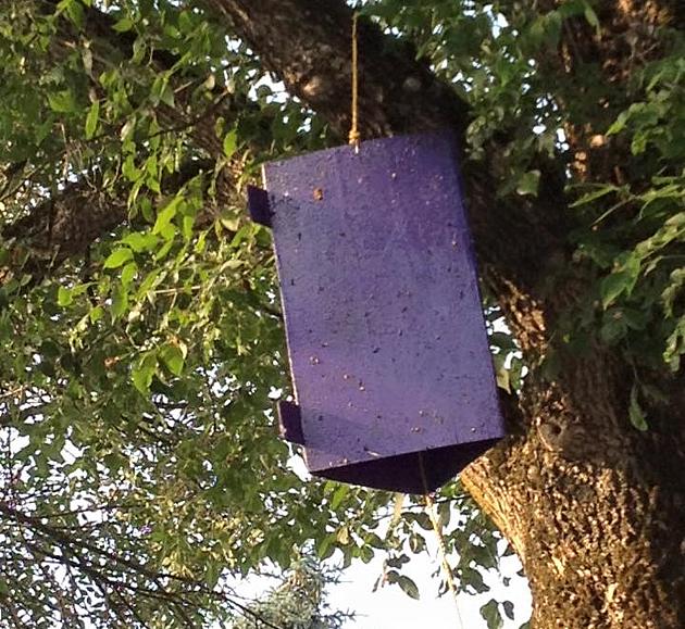 What Are Those Purple Boxes Hanging From Trees