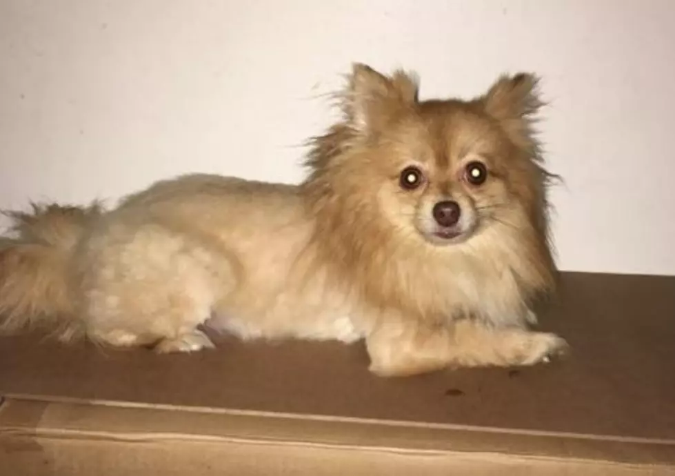 Help Find Missing Male Pomeranian Named Leo From North Syracuse