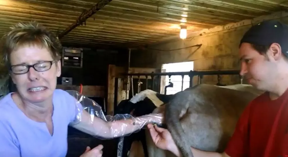 Watch Polly Lend More Than a Farm Hand to Artificially Inseminate a Cow