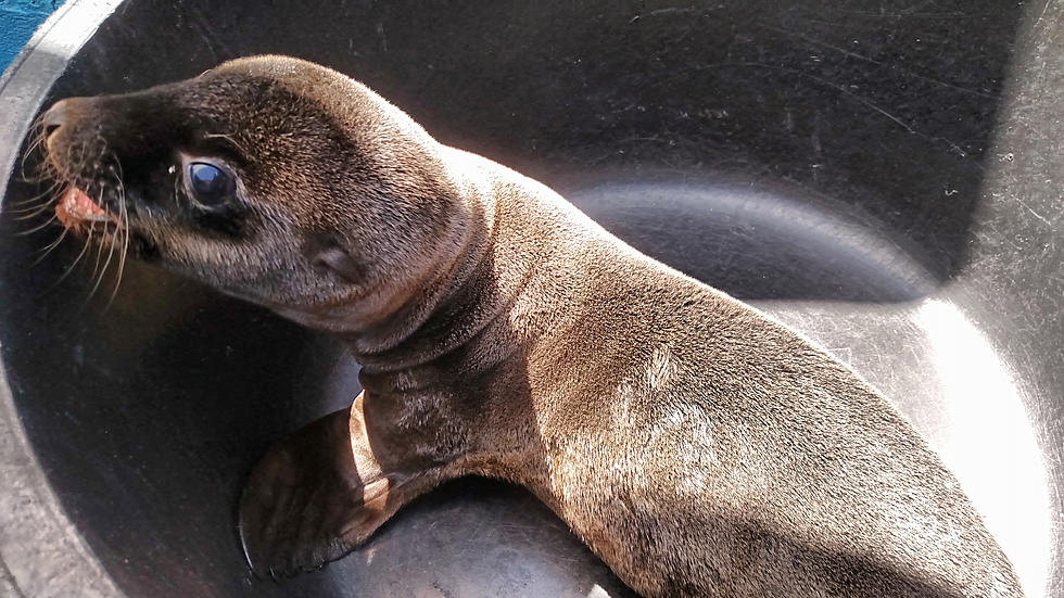 Watch A Sea Lion Give Birth At the Utica Zoo