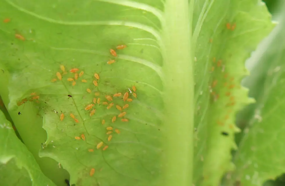 Controlling Aphids in Your Garden  &#8211; Ag Matters