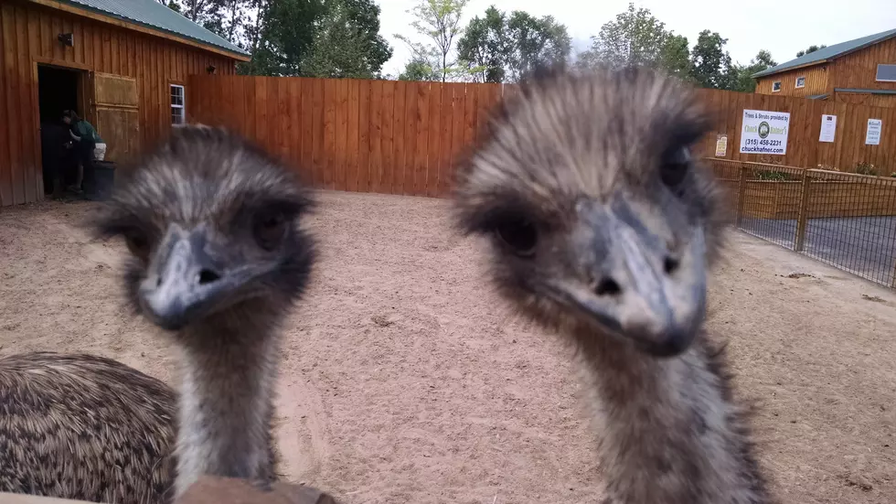 The Wild Animal Park to Open as Drive-Thru Safari This Week