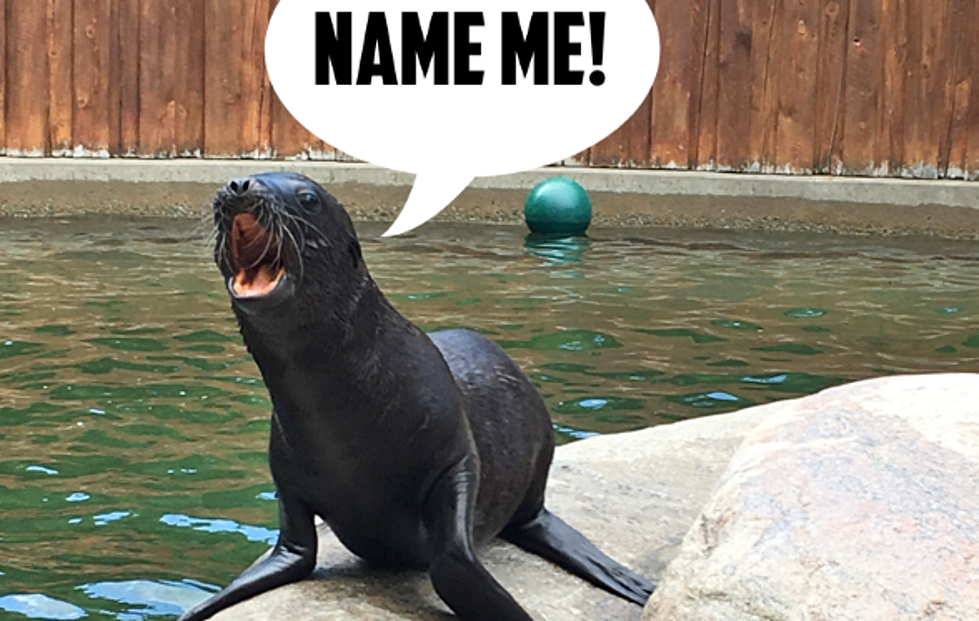 Help Name The Utica Zoo&#8217;s Baby Sea Lion