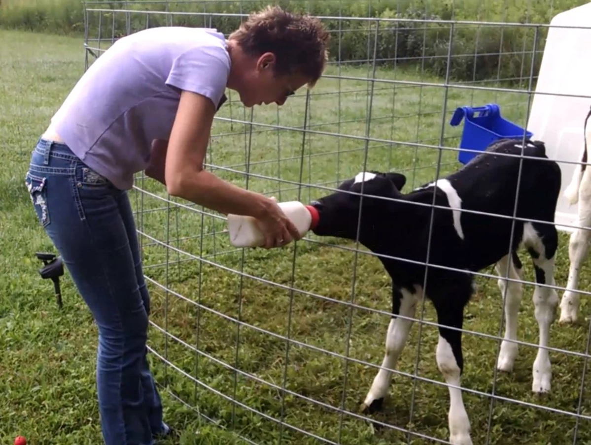 Weaning Calves Early Can Reduce Feed Costs, Is It Right For Your Farm?