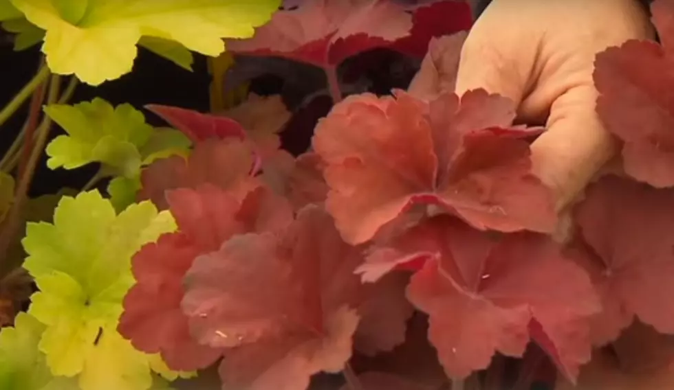 Coral Bells Give Your Garden A Season Long Color Boost  – Ag Matters