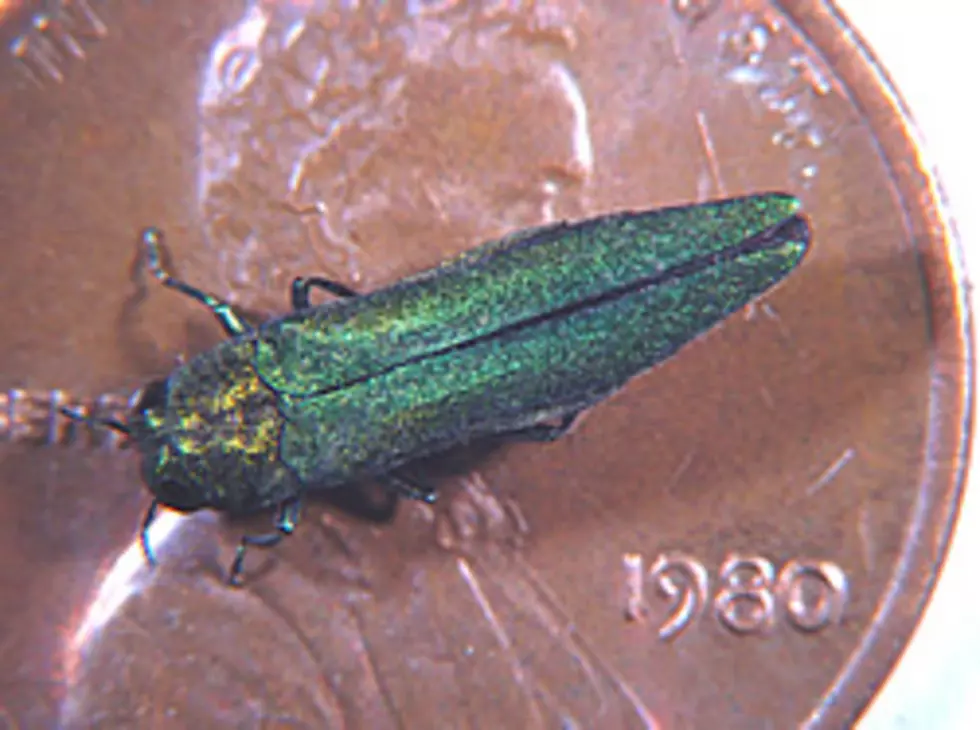 Emerald Ash Borer Found in Rome, Now What? &#8211; Ag Matters