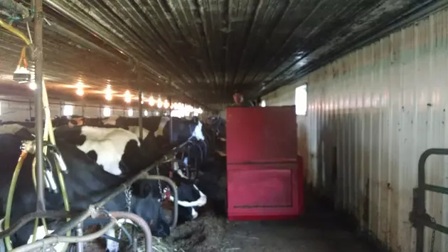 Lose Less Feed to Spoilage and Get More Milk with Silage Inoculants   &#8211; Ag Matters