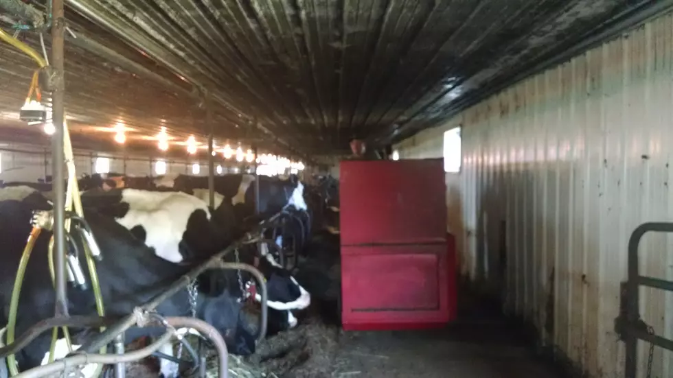 Lose Less Feed to Spoilage and Get More Milk with Silage Inoculants   – Ag Matters