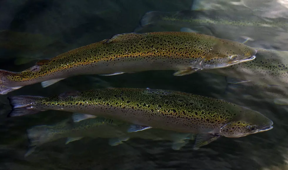 Fewer Trout and Salmon Will Be Stocked in Lake Ontario in 2019