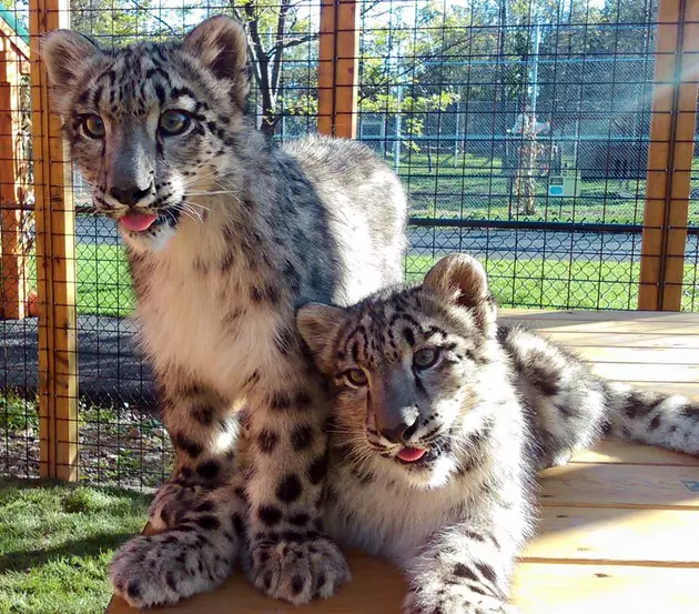 Help Name New Snow Leopards at the Wild Animal Park