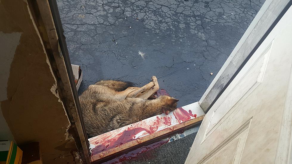 Coyote Attacks Wayne County Family