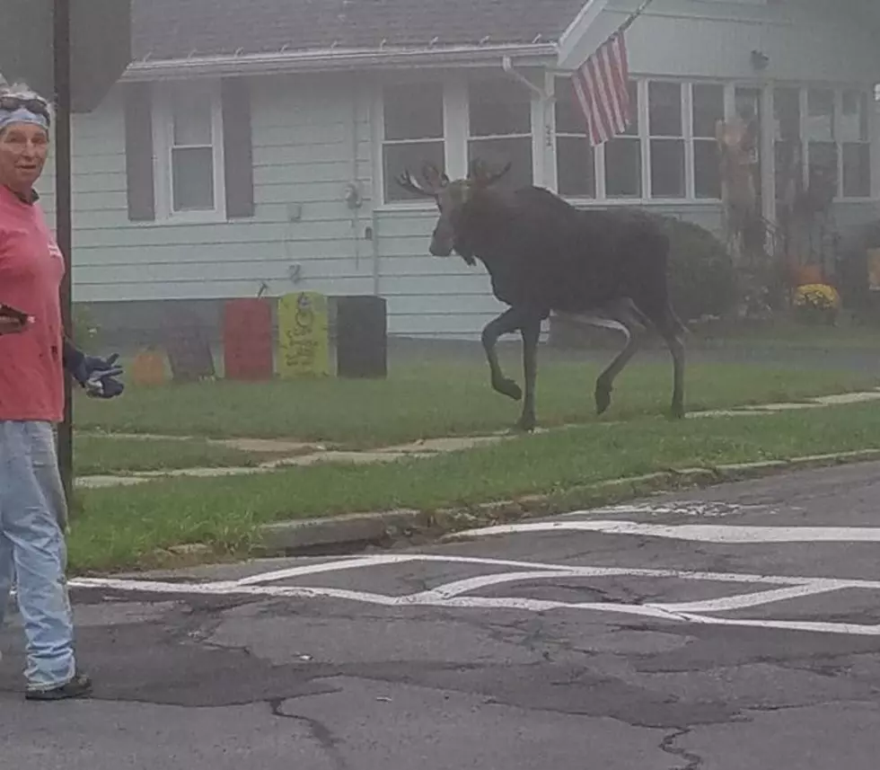 There’s a Moose on the Loose in Gloversville