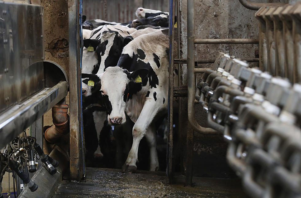 At Least One Dairy Economist is Bullish on 2017