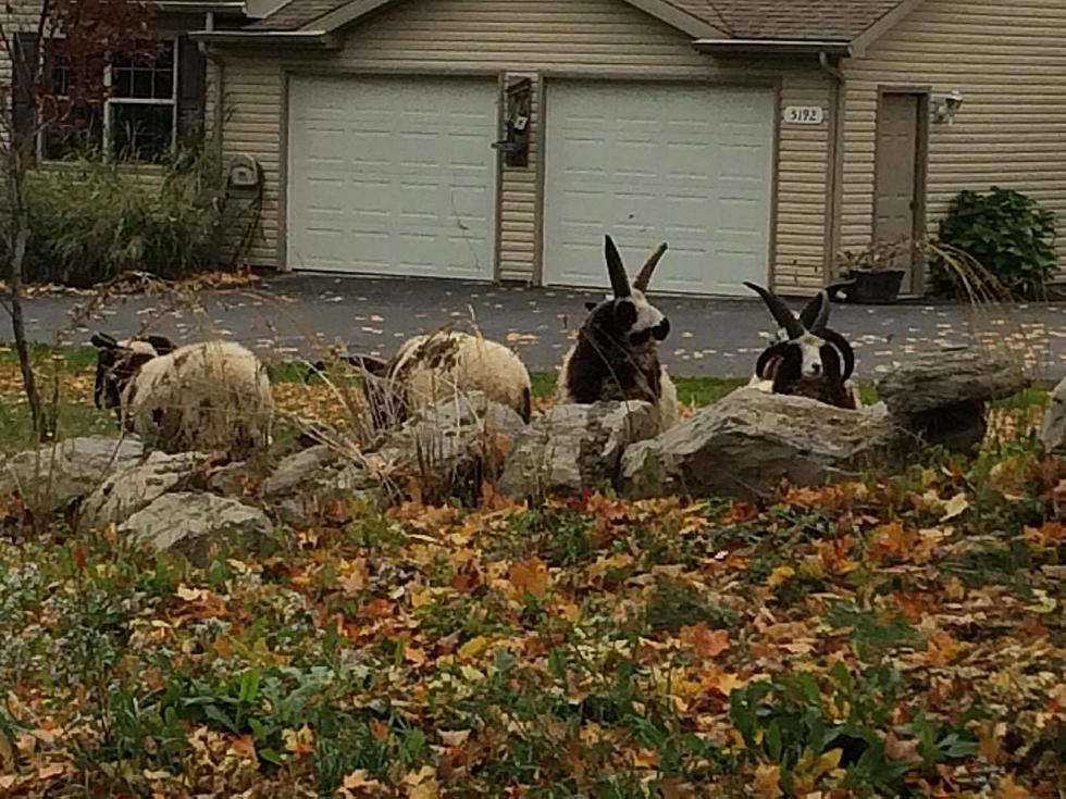 Sheep on the Lam in Camillus Causing Chaos