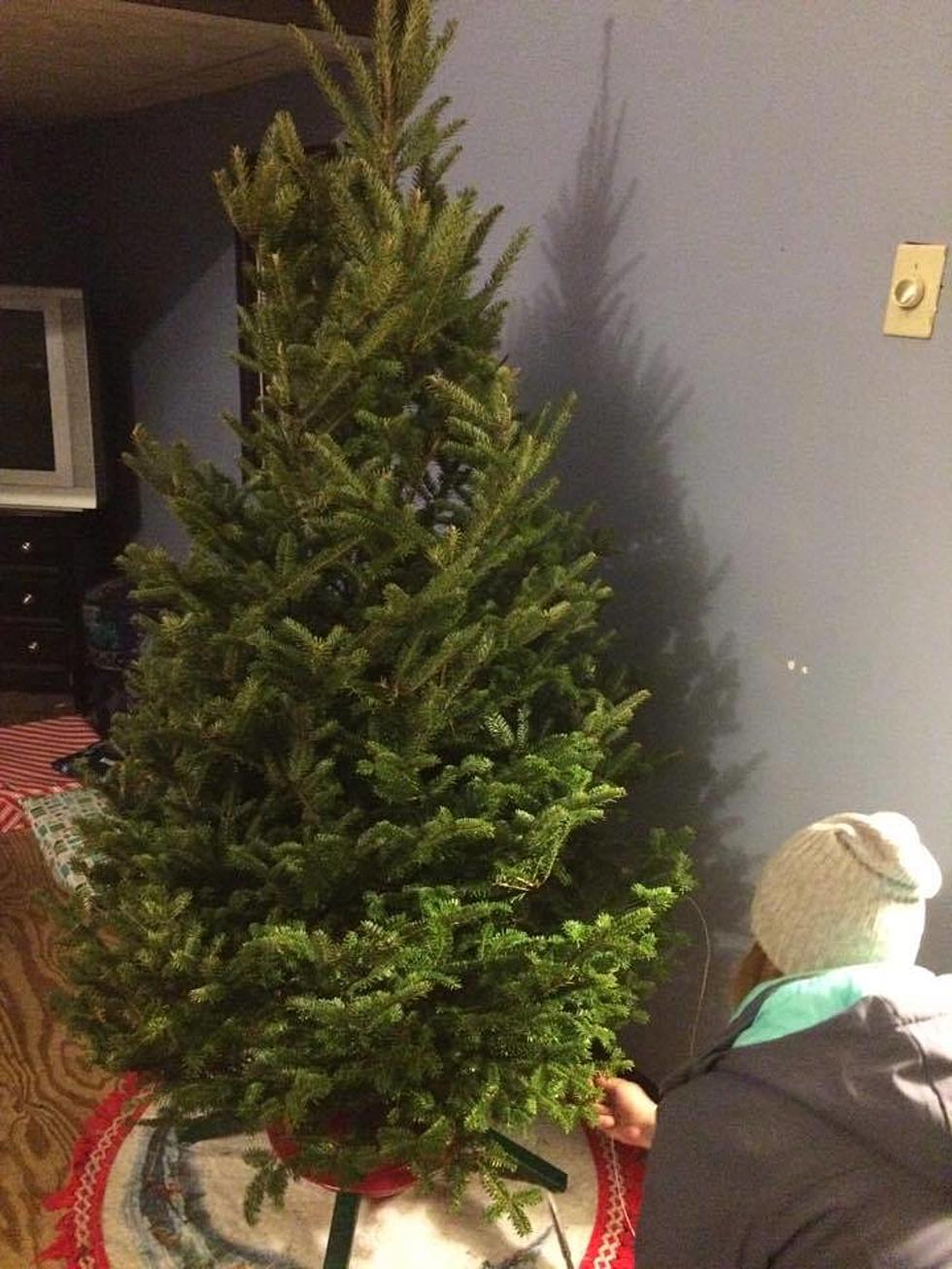 Dos & Don’ts Of Buying And Caring For A Real Christmas Tree