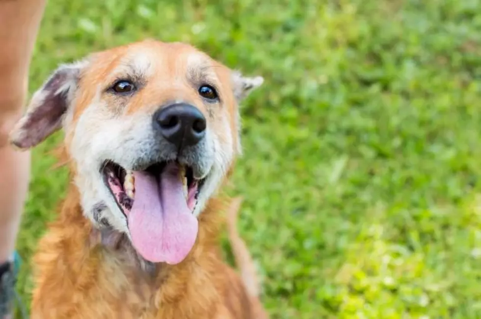 5 Senior Dogs Looking For A Home This Christmas In Central New York
