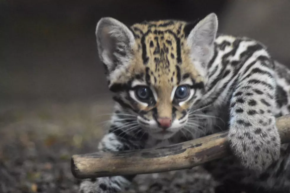 Meet the Cutest Little Ocelot at the Buffalo Zoo