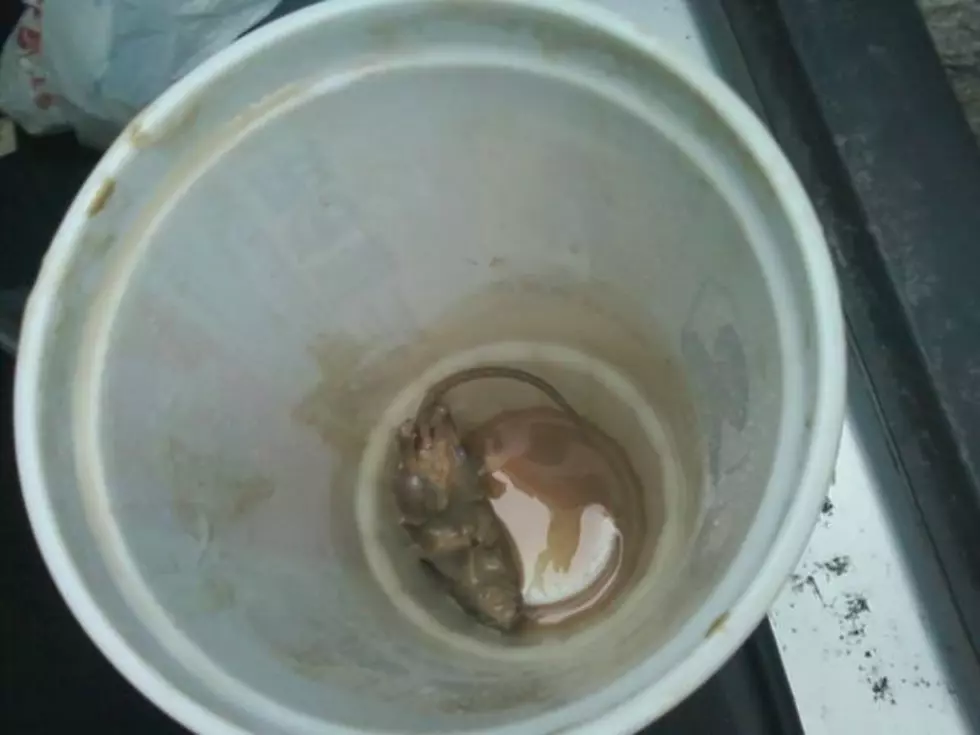 Syracuse Man Finds Dead Mouse in His Coffee Cup