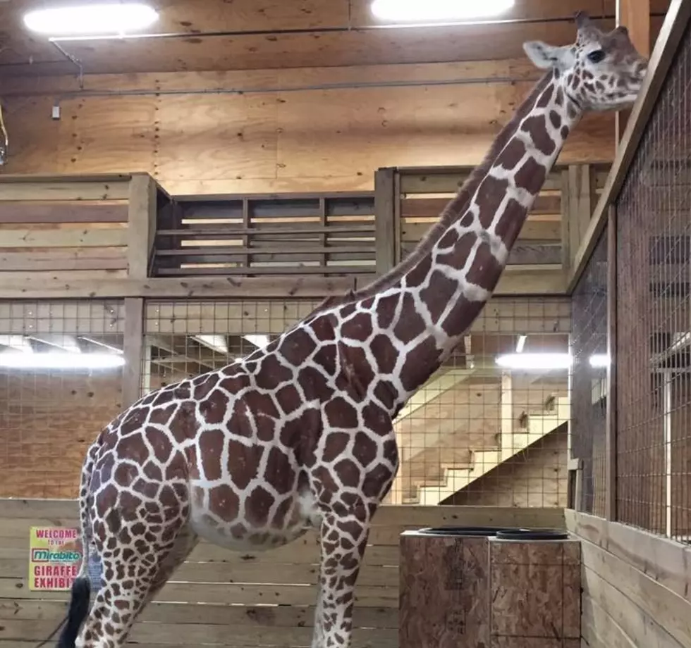 April the Giraffe Might Be Expecting Again