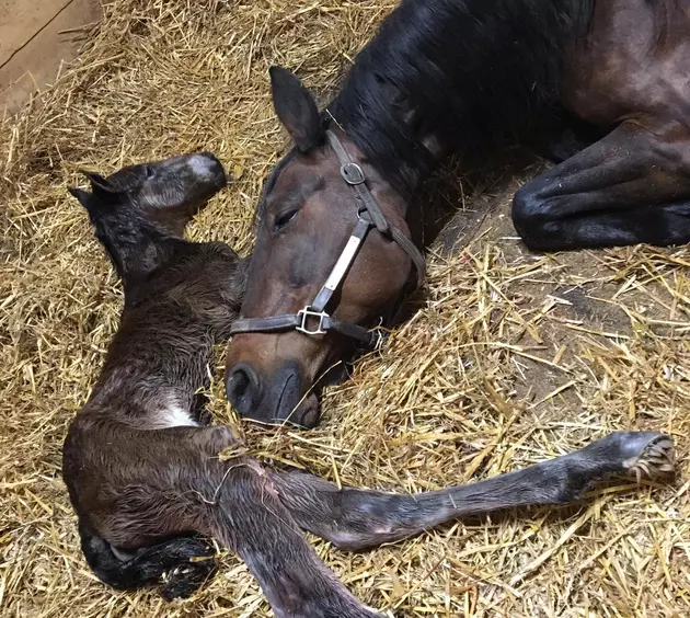 Community Helps Find Orphaned Foal a New Mom in New Berlin
