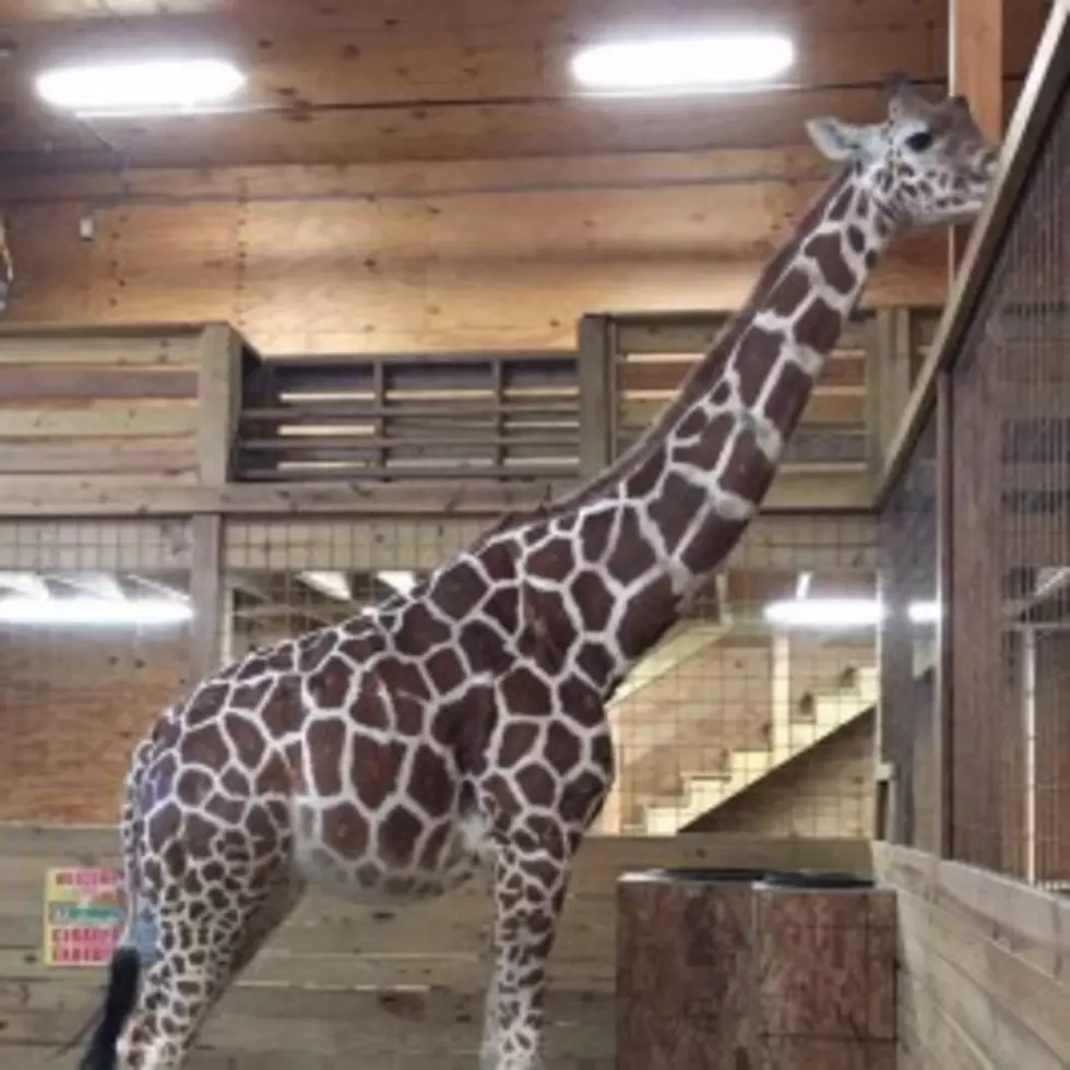 App Will Tell You When April The Giraffe Is In Labor