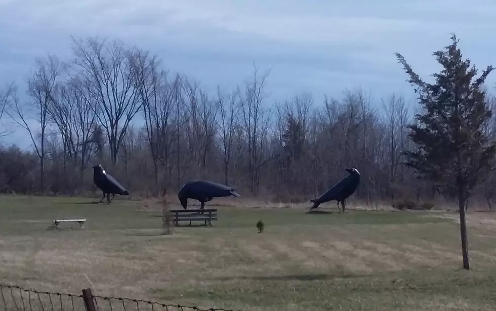 Have You Seen the 3 Giant Crows Along 81 in Upstate New York